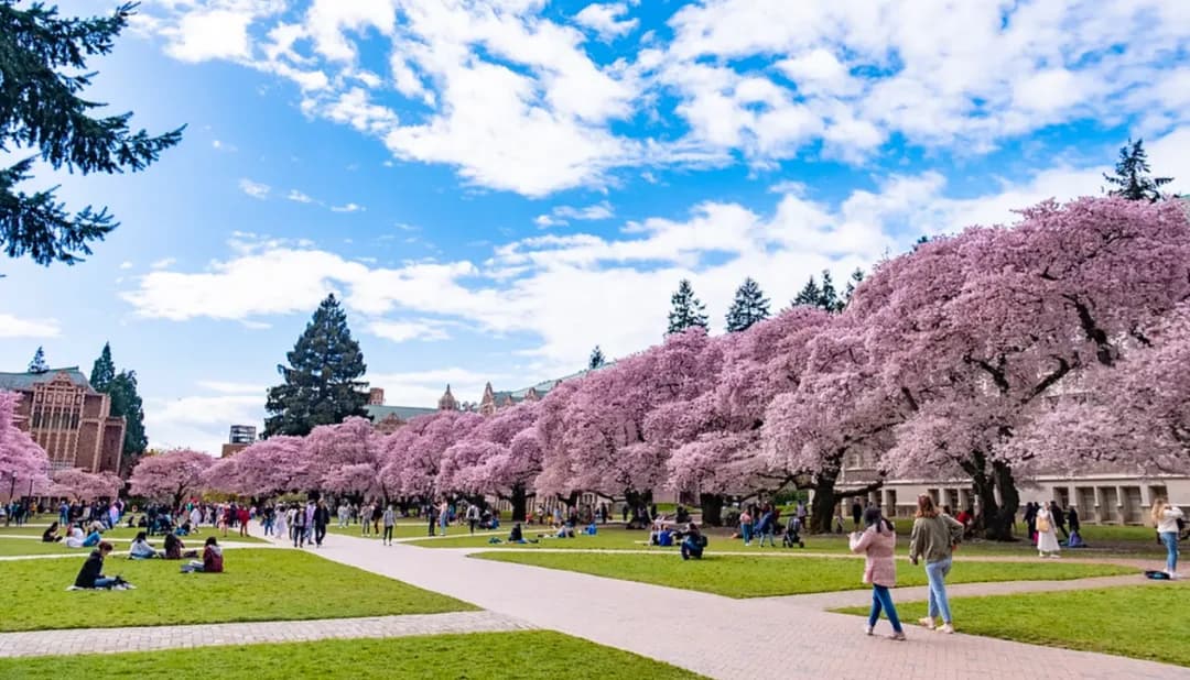Cherry blossoms on the University of Washington quad